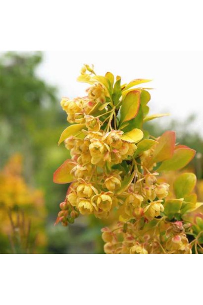 Барбарис Лимончелло 